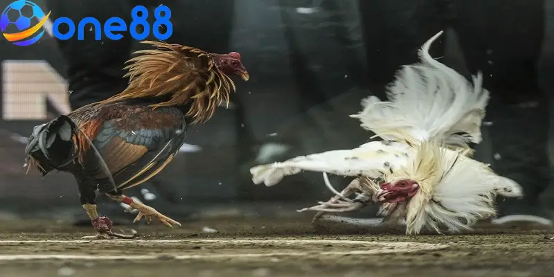 Để soi kèo chọi gà casino chuẩn bạn cần quan sát kỹ thần thái của chiến kê