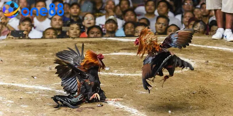 Là người mới nên cân nhắc chọn cược nhà cái để chắc thắng