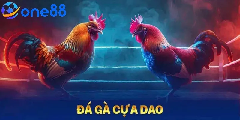 Nên nghiên cứu lịch sử đá gà để tham gia cá cược chiến kê