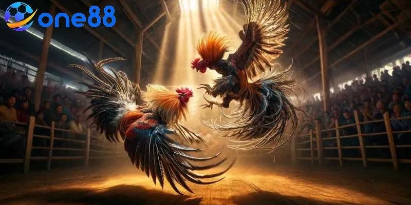 Nên quan sát chiến kê trước khi tham gia cá cược