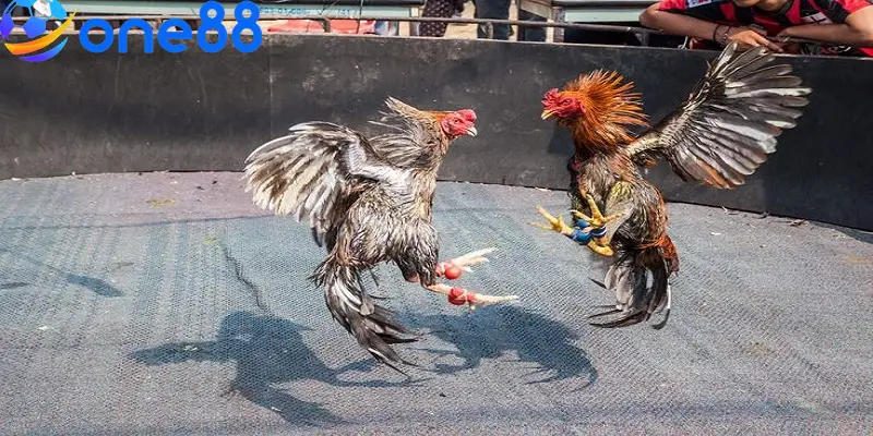 Nghiên cứu kỹ đặc điểm của gà đá để bạn đưa ra lựa chọn chính xác hơn