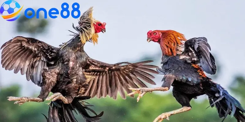 ONE88 cung cấp nhiều loại hình cược chọi gà casino để người chơi giải trí