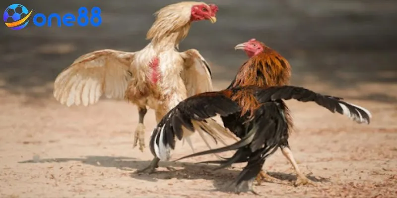 Tham khảo thêm kinh nghiệm cá cược chọi gà từ cao thủ lâu năm